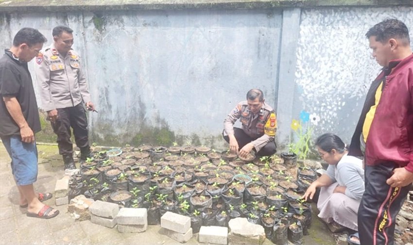 Satbinmas Monitoring Pembibitan Cabai, Urban Farming Perkuat Ketahanan Pangan Warga