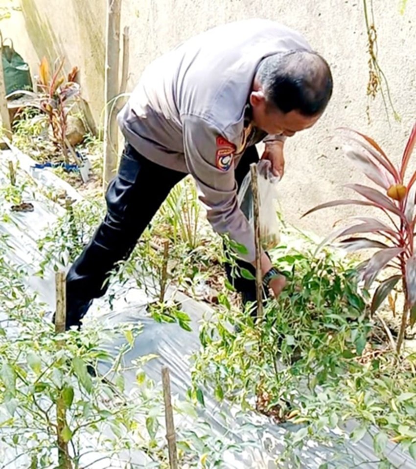 Bhabinkamtibmas Pulau Barrang Caddi Ajak Warga Manfaatkan Pekarangan Rumah Jadi Lahan Produktif Ditanami Cabai dan Terong