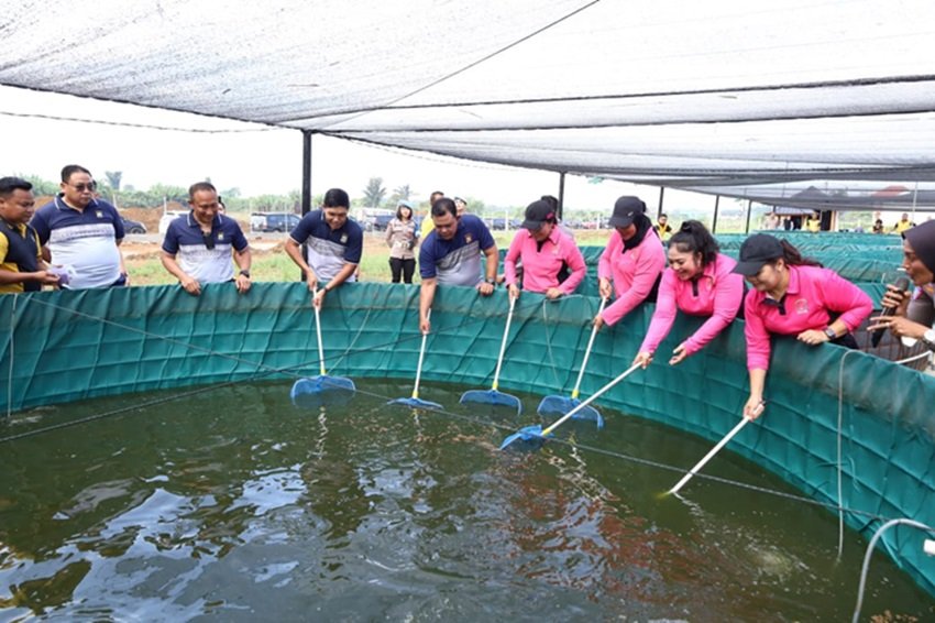 Perkuat Ketahanan Pangan Nasional, Polda Sumut Bersama Bhayangkari Gelar Panen Perdana Budidaya Ikan Lele Bioflok