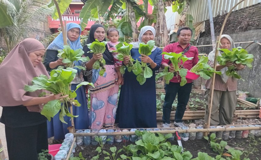 Lurah Kalukuang Panen Perdana Sawi Urban Farming Bersama Warga RW 05