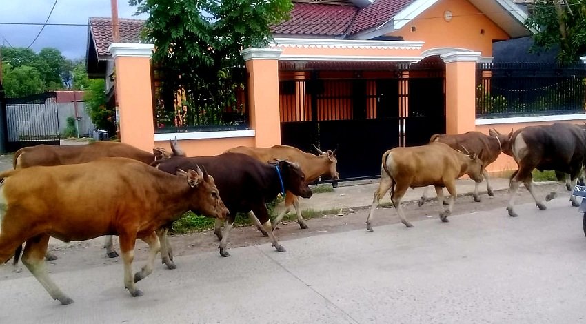 Hewan Peliharaan Resahkan Warga Pengguna Jalan